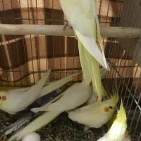 جوجه عروس هلندی|پرنده|اهواز, سلطانمنش|دیوار