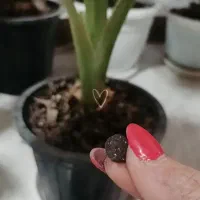 قرص کود ارگانیک یک کیلویی. و دونه ای  نمایندگی رشت