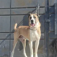 سگ خراسانی نر نسل پلنگ پورحاتم