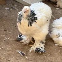 تخم نطفه دار برهما لایت و بلو لایت|حیوانات مزرعه|اصفهان, احمدآباد|دیوار