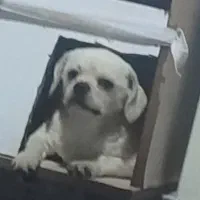 توله سگ شیواوا