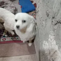 سک پاکوتا دوتا بفروش میرسد|سگ|زنجان, |دیوار