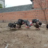 بوقلمون برنز ۶ ماهه و ۸ ماهه و ۱۰ ماهه|حیوانات مزرعه|گرگان, |دیوار