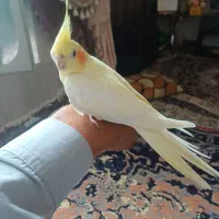 عروس هلندی