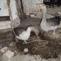 قوغاز
