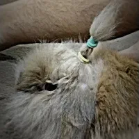 خرگوش|موش و خرگوش|برازجان, |دیوار