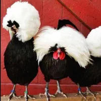 فروش جوجه لهستانی فول کیفیت عمده و خرده|حیوانات مزرعه|کرمان, |دیوار