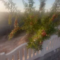 باغ-شهری-کدیان