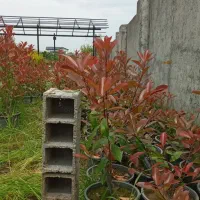 فوتنیا گلدان ۱۰ تعداد ۴۰۰ تا قمیت مناسب ۲۸۰