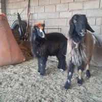 میش ،بره ،شیشک، بز،بیگ|حیوانات مزرعه|گتوند, |دیوار