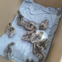 جوجه بوقلمون