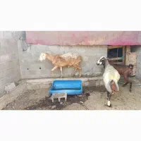 فروش بز