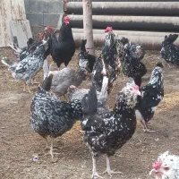 فروش تخم نطفه دار گلین|حیوانات مزرعه|اسلام‌شهر, شاطره|دیوار