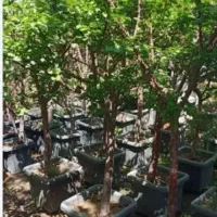 صفرتاصد کاشت باغ باغچه نهالستان نهال سبز درخت قم