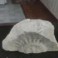 فسیل یا مجسمه سنگی