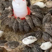 نیمچه گوشتی بلدرچین