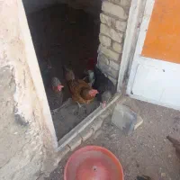 مرغ بومی تخمگذار ۱۶عددبا۳عددخوروس جوون