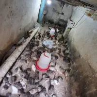 بلدرچین|پرنده|باوی, |دیوار