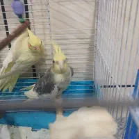 عروس هلندی ماده جوجه|پرنده|دزفول, |دیوار