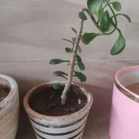 گلدان فانتزی و گل طبیعی|گل و گیاه طبیعی|تربت‌حیدریه, شهرک ولیعصر|دیوار