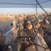 دسته ۳۰ تای هفرنگ