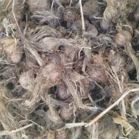 پیاز زعفران باخرز ارخود