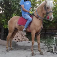 اسب نریان به رنگ سمند یال و دم شسته ۶ساله|اسب و تجهیزات اسب‌سواری|هشترود, |دیوار