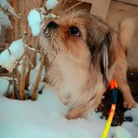 سگ شیتزو ۱۰ماهه واکسناسیون شده شناسنامه دار