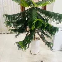 کاج مطبق