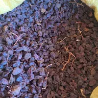 کشمش عسگری|خوردنی و آشامیدنی|قزوین, |دیوار