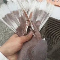 نر قرمزی مهر