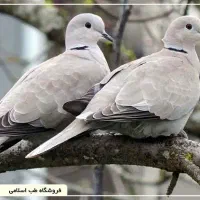 طلق صحافی