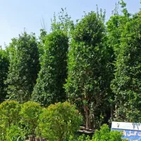 فروش ویژه سرولاوسون کامیس یاس هلندی|گل و گیاه طبیعی|نشتارود, |دیوار