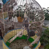 عروس هلندی شیطون بلا