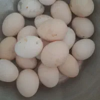 تخم مرغ|خوردنی و آشامیدنی|رامشیر, |دیوار