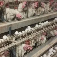 مرغ کشتار مرغ تخم گذار