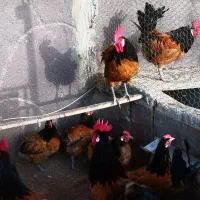 تخم ندفه دار و جوجه.