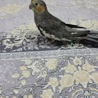 عروس هلندی نر فول رام سخنگو ماده هم کینگ سایز|پرنده|تهران, شهید غیوری (ابن باویه)|دیوار
