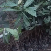 نهال ازگیل