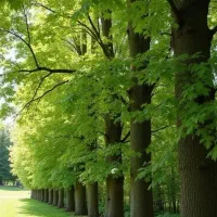 درخت چنار بن بالا ارتفاع۸ تا ۱۲ متر شاخه دار بزرگ