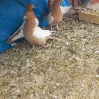 جوجه سینه ای|پرنده|لنجان, |دیوار