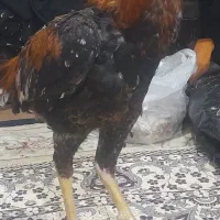 خروس لاری