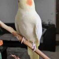 عروس هلندی درجه ۱ تعداد بالا قیمت خوب