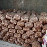 خرمای زاهدی به قیمت عمده|عمدهفروشی|هامون, |دیوار