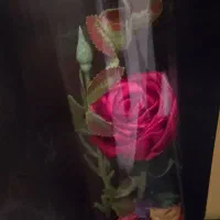 تزئینی|صنایع دستی و سایر لوازم تزئینی|اصفهان, قهجاورستان|دیوار