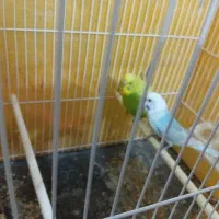 مرغ عشق|پرنده|تربت‌حیدریه, پائین ولایت|دیوار