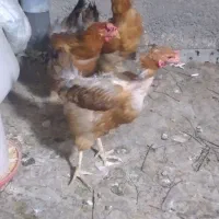 سه عدد مرغ محلی جوان تخم گزار