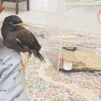 جوجه مینا فروشی