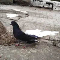 کفتر|پرنده|قیدار, |دیوار
