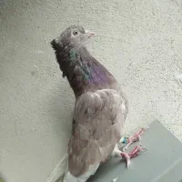 کفتر پرشی|پرنده|تهران, بهمن یار|دیوار